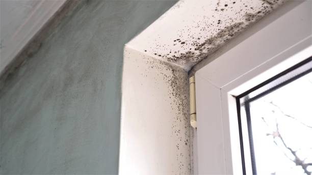 Mold Remediation for Rental Properties in Royal Hawaiian Estates, HI