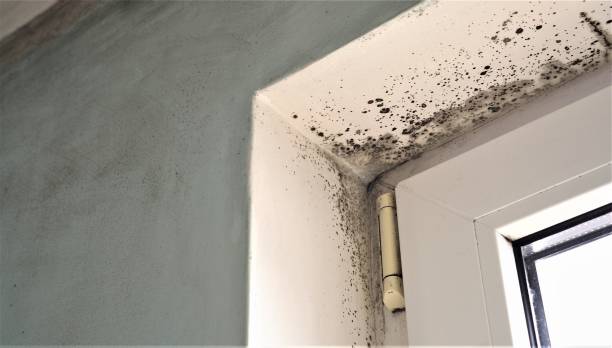 Best Post-Remediation Verification Testing  in Royal Hawaiian Estates, HI