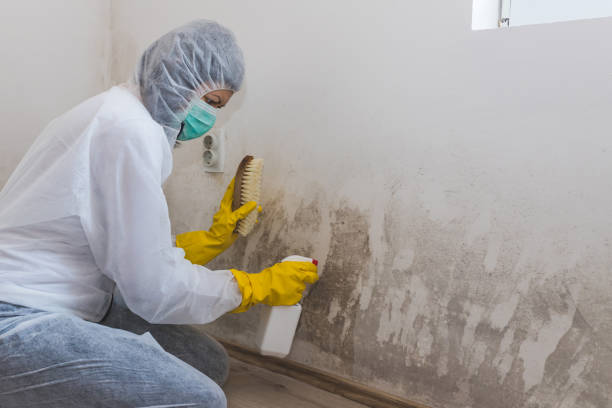 Best Mold Odor Removal Services  in Royal Hawaiian Estates, HI