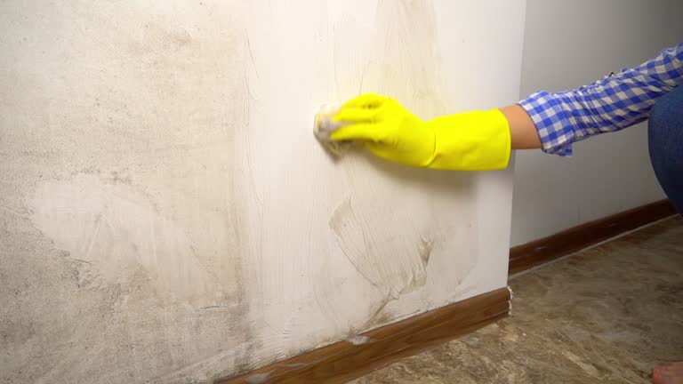 Biohazard Mold Removal in Royal Hawaiian Estates, HI
