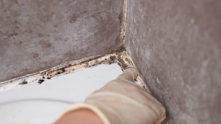 Best Asbestos and Lead Testing During Mold Inspection  in Royal Hawaiian Estates, HI