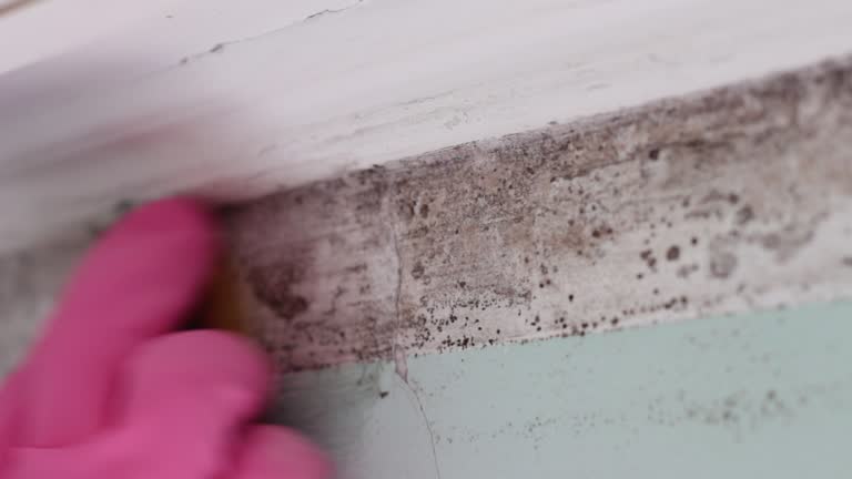Best Commercial Mold Inspection  in Royal Hawaiian Estates, HI